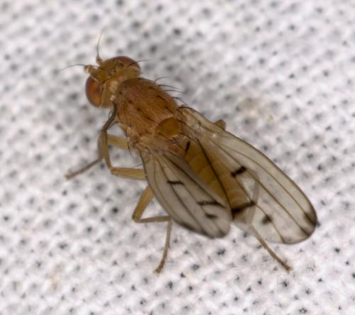 Opomyza florum